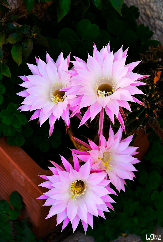 Echinopsis oxygona · Imperia Porto Maurizio