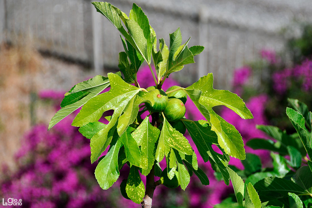 Ficus Carica · Imperia Oneglia