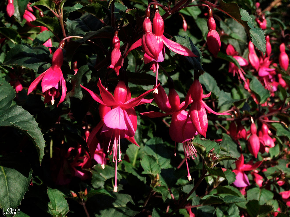 Fuchsia magellanica · Monaco Monte Carlo