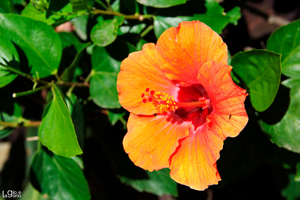 Hibiscus Rosa Sinensis · Cimiez · Nice