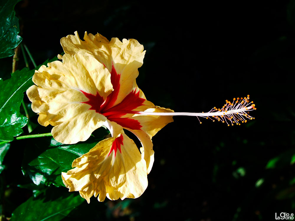 Hibiscus Rosa Sinensis · Parc Phoenix · Nice