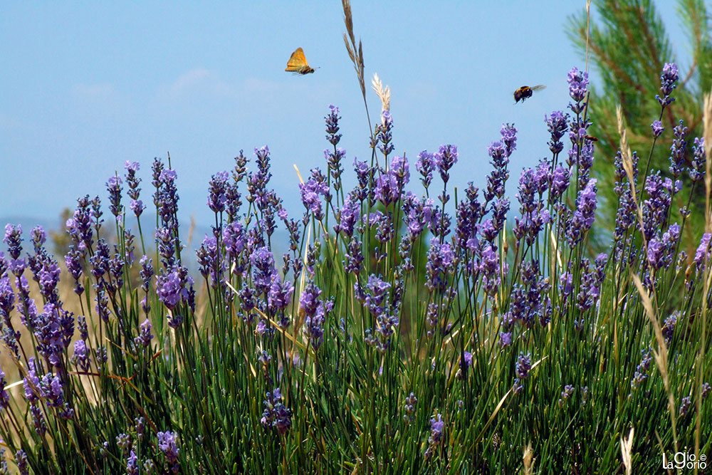 Lavandula vera · Èze Village