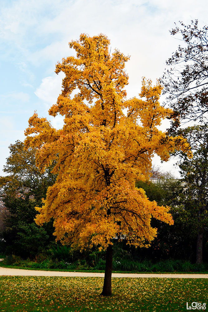 Liriodendron tulipifera · Paris
