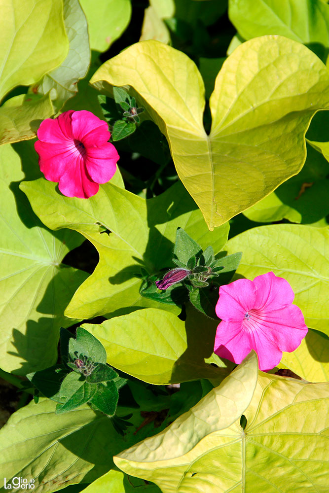 Mirabilis jalapa e Ipomea batatas · Nice