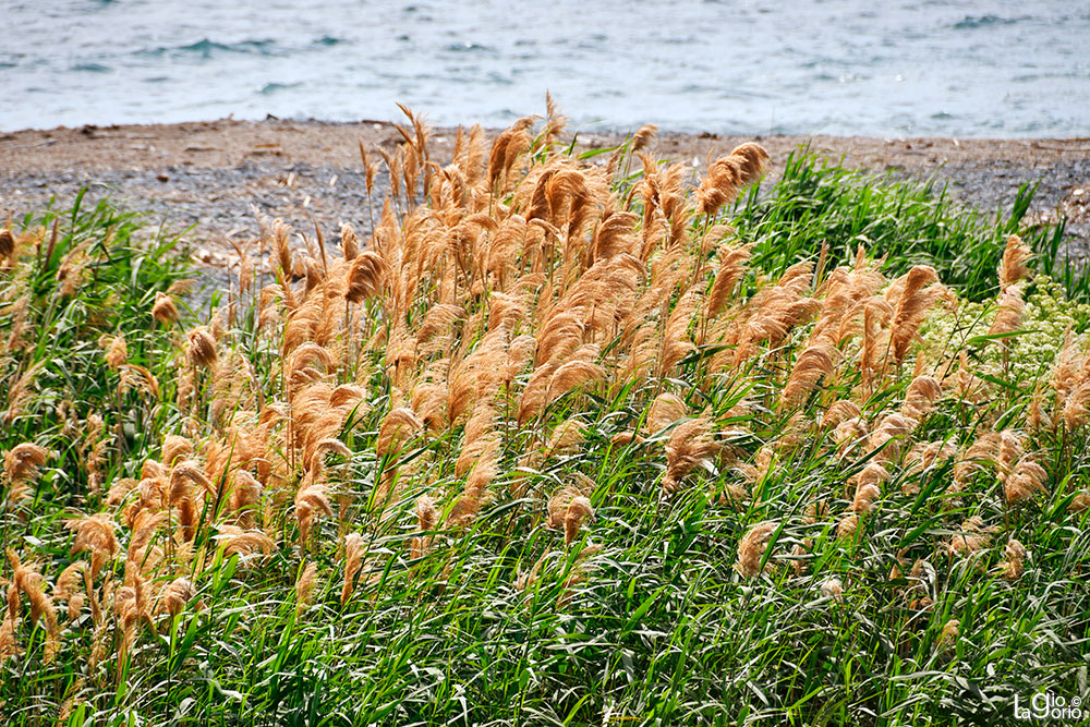 Miscanthus Sinensis Gracillimus · Imperia