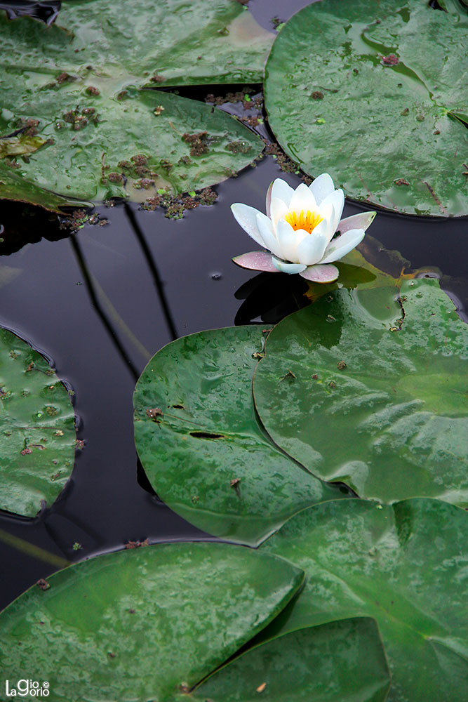 Nymphaea Virginalis · Paris