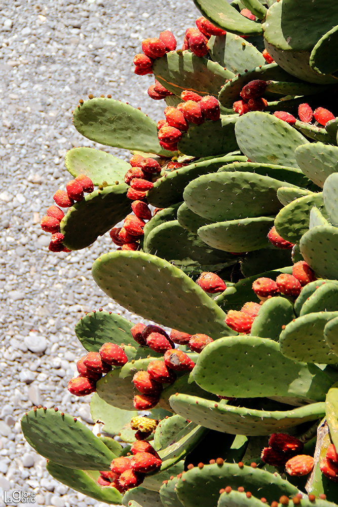 Opuntia ficus · Camogli