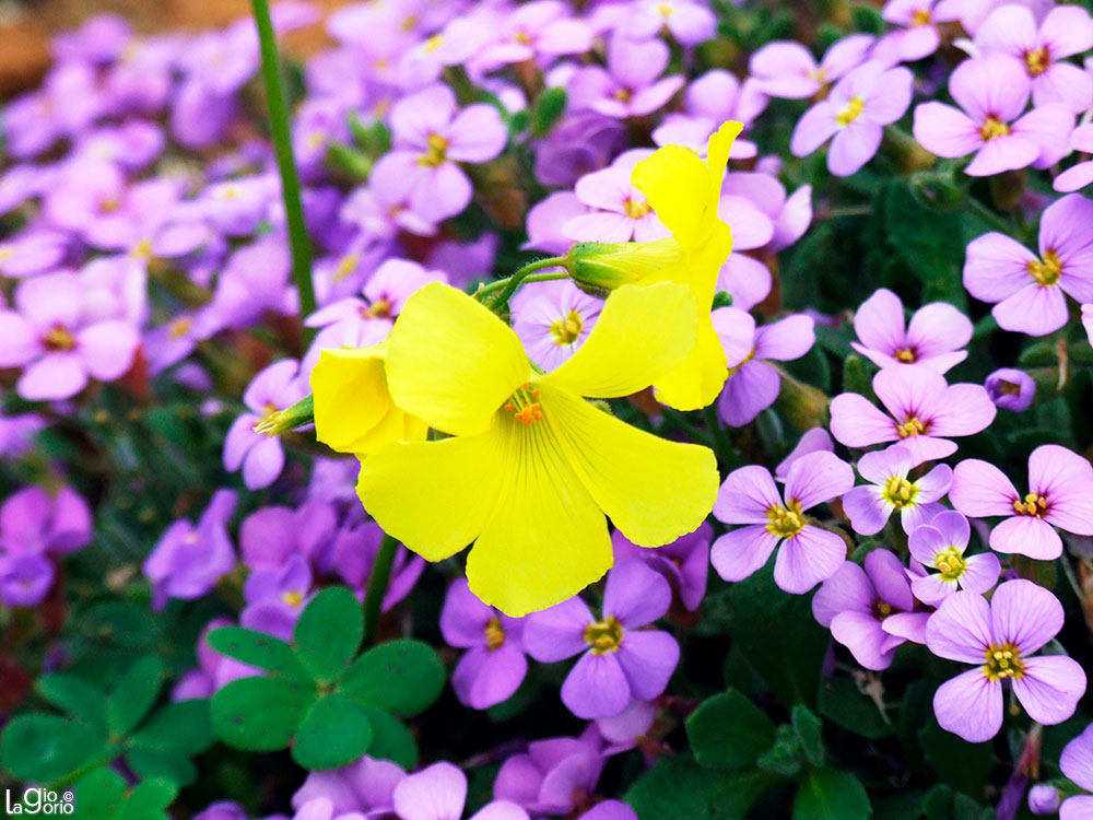 Oxalis pes caprae e Aubretia · Menton