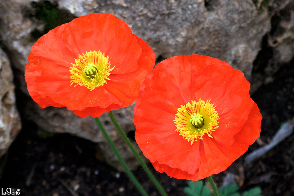 Papaver nuicaule · Fior d'Albenga · Albenga