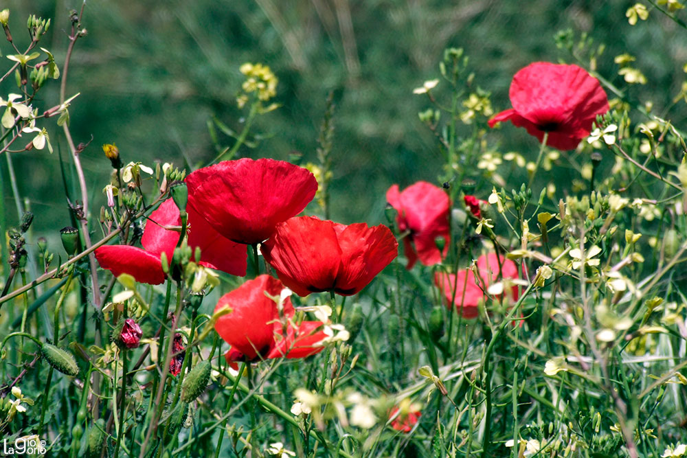 Papaver somniferum · Saint Paul de Vence