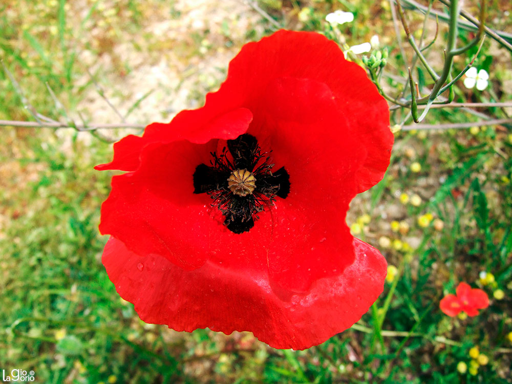 Papaver umbonatum · Mandelieu La Napule