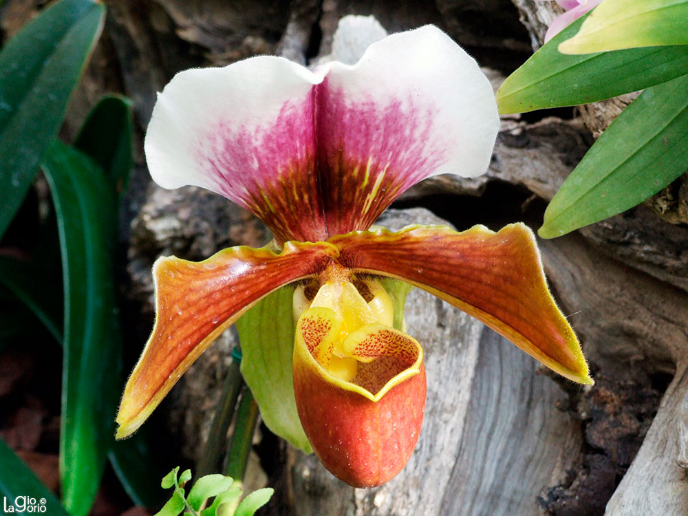 Paphiopedilum charlesworthii · Fior d'Albenga · Albenga