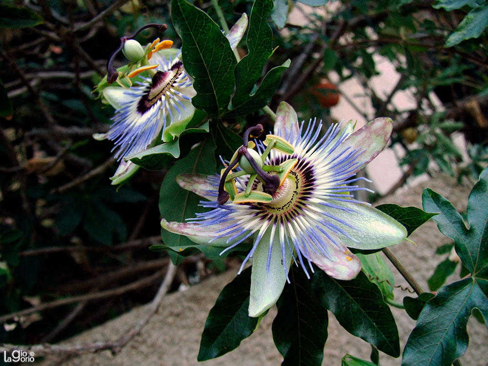 Passiflora caerulea · Cap Ferrat