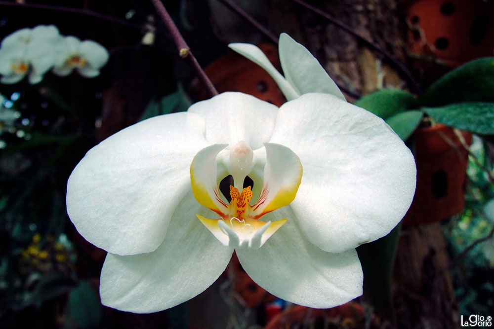 Phalaenopsis amabilis · Parc Phoenix · Nice