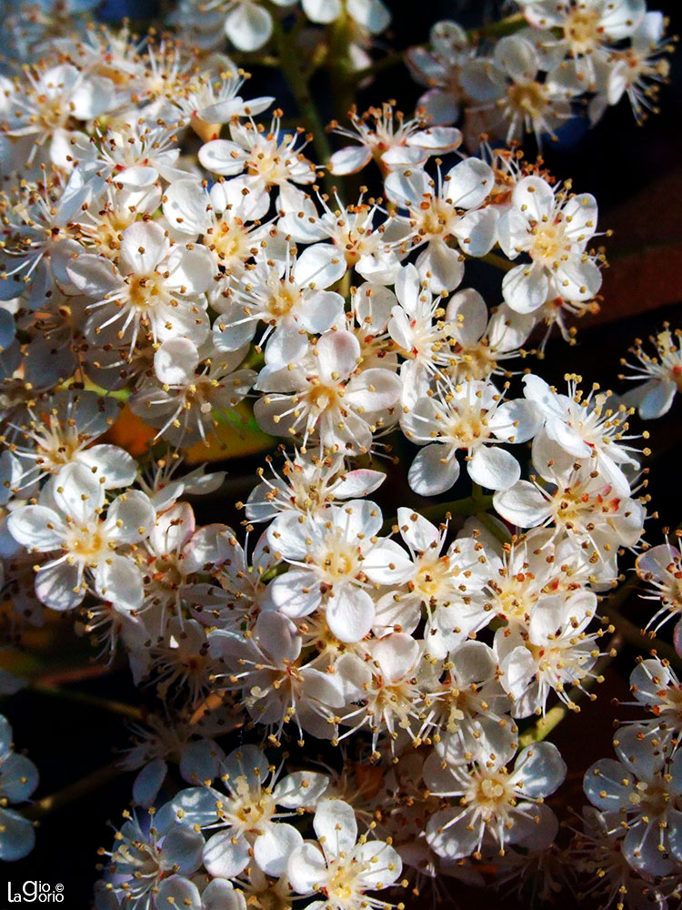 Photinia integrifolia · Monaco Monte Carlo