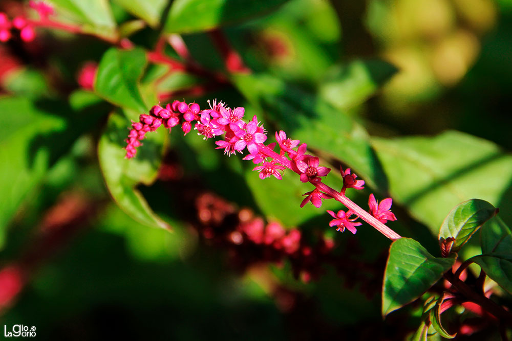 Phytolacca icosandra · Nice