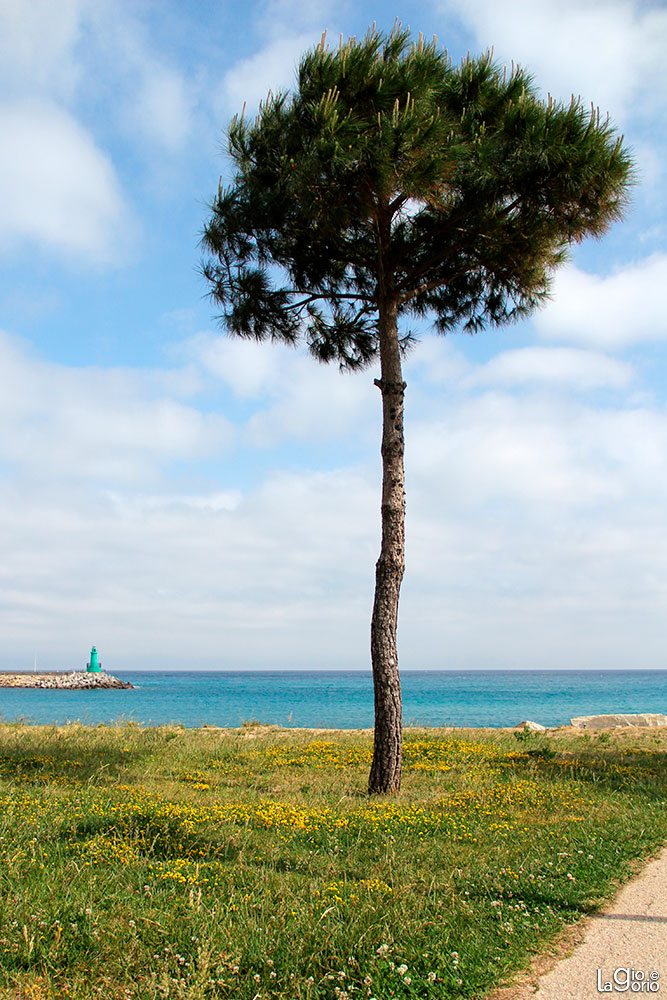 Pinus pinea · Imperia Oneglia