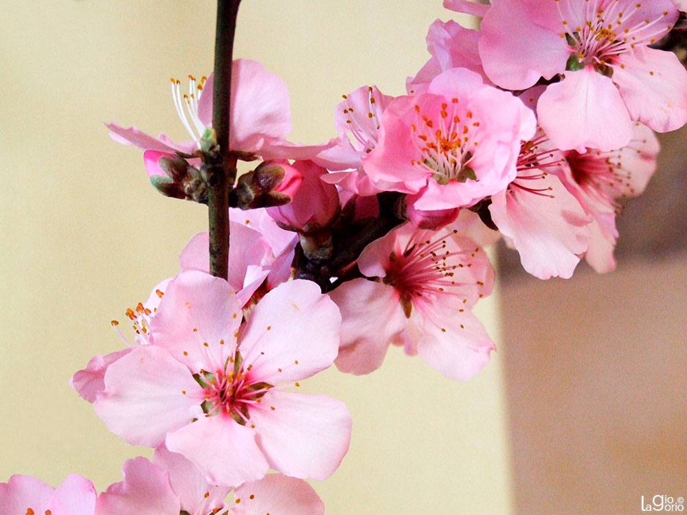 Prunus davidiana · Fior d'Albenga · Albenga