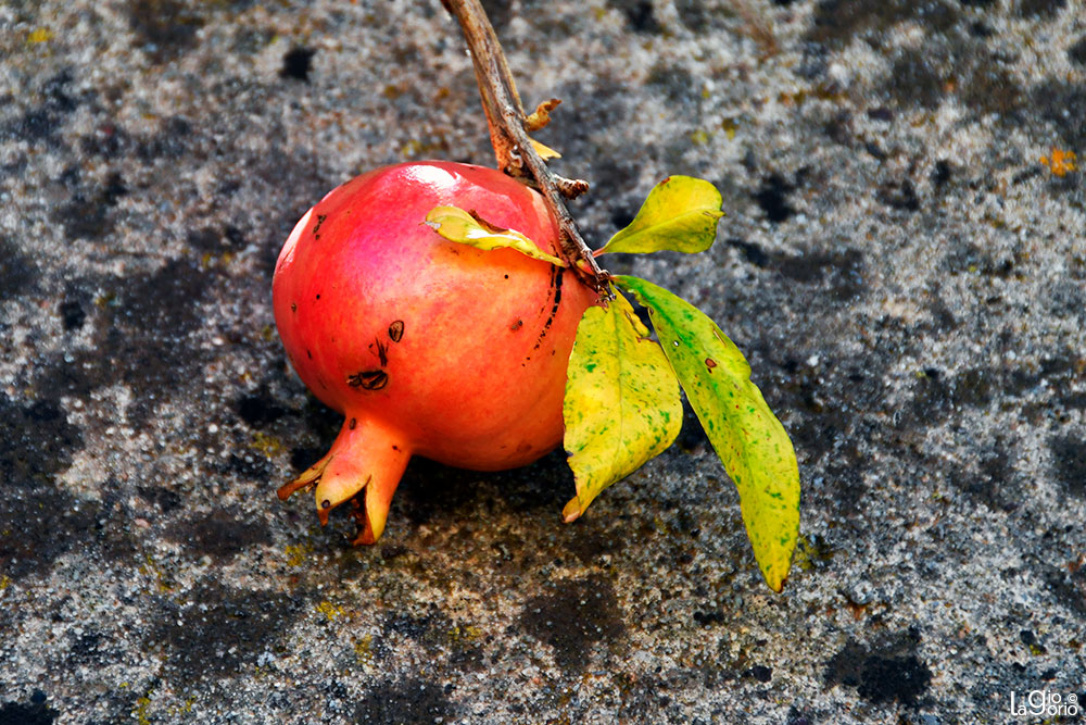 Punica Granatum 'Fina Tendral' · Île de Saint Honorat · Cannes