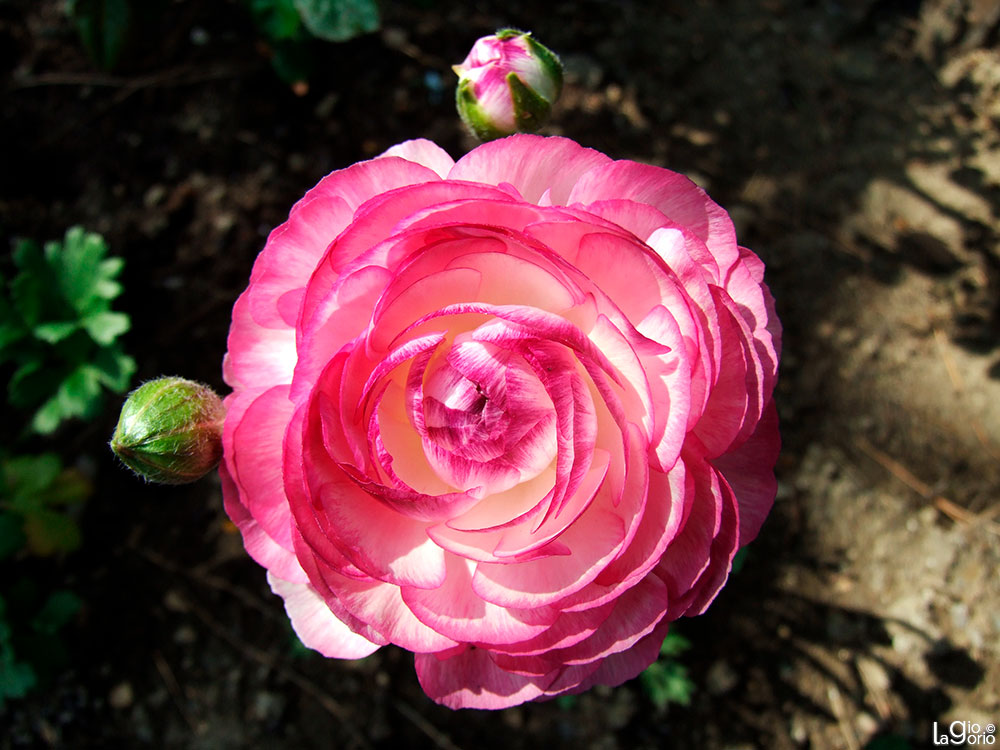 Ranunculus asiaticus · Roseraie Princesse Grace · Monaco Monte Carlo