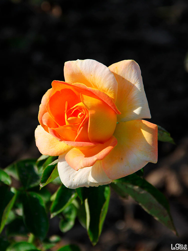 Rosa 'Just Joey' Std · Nice