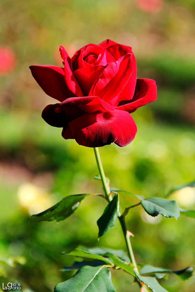 Rosa Mister Lincoln · Roseraie Princesse Grace · Monaco Monte Carlo
