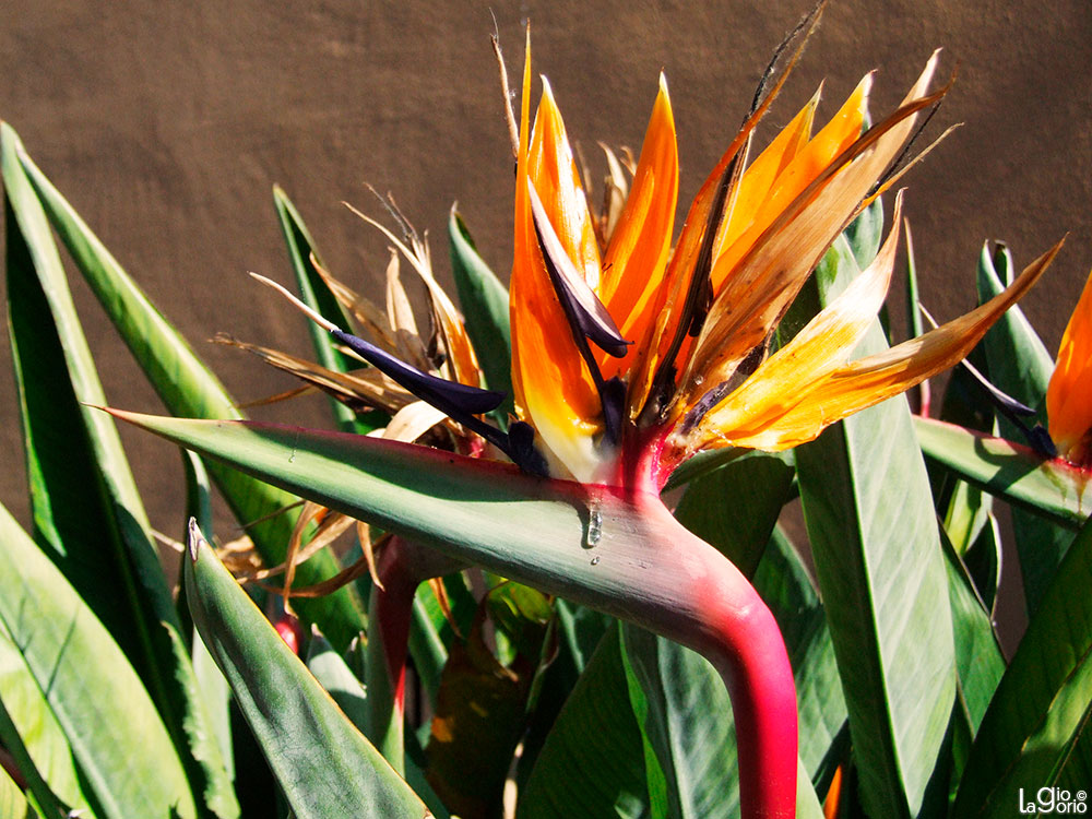 Strelitzia o Uccello del paradiso · Imperia Oneglia