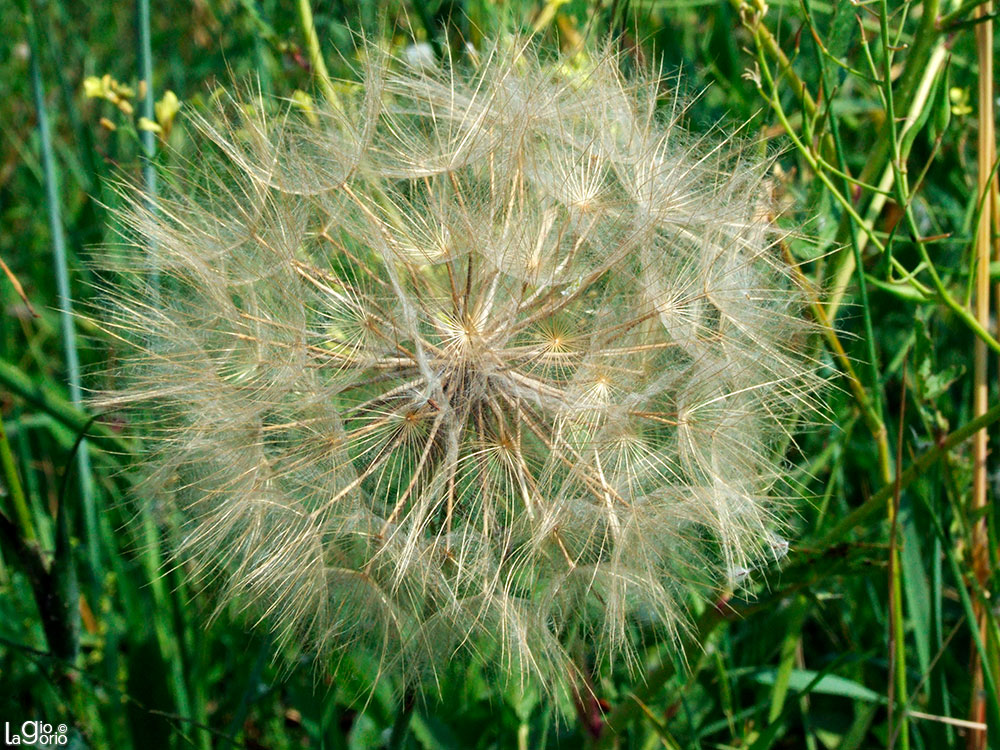 Tragopogon dubius · Imperia Oneglia