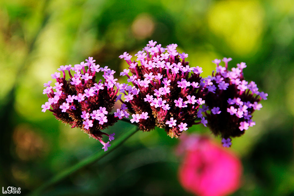 Verbena bonariensis · Monaco Monte Carlo