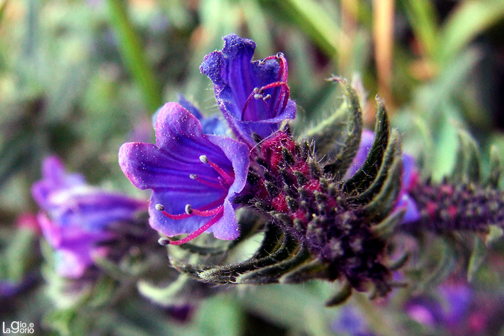 Viper's Bugloss Echium · Juan les Pins