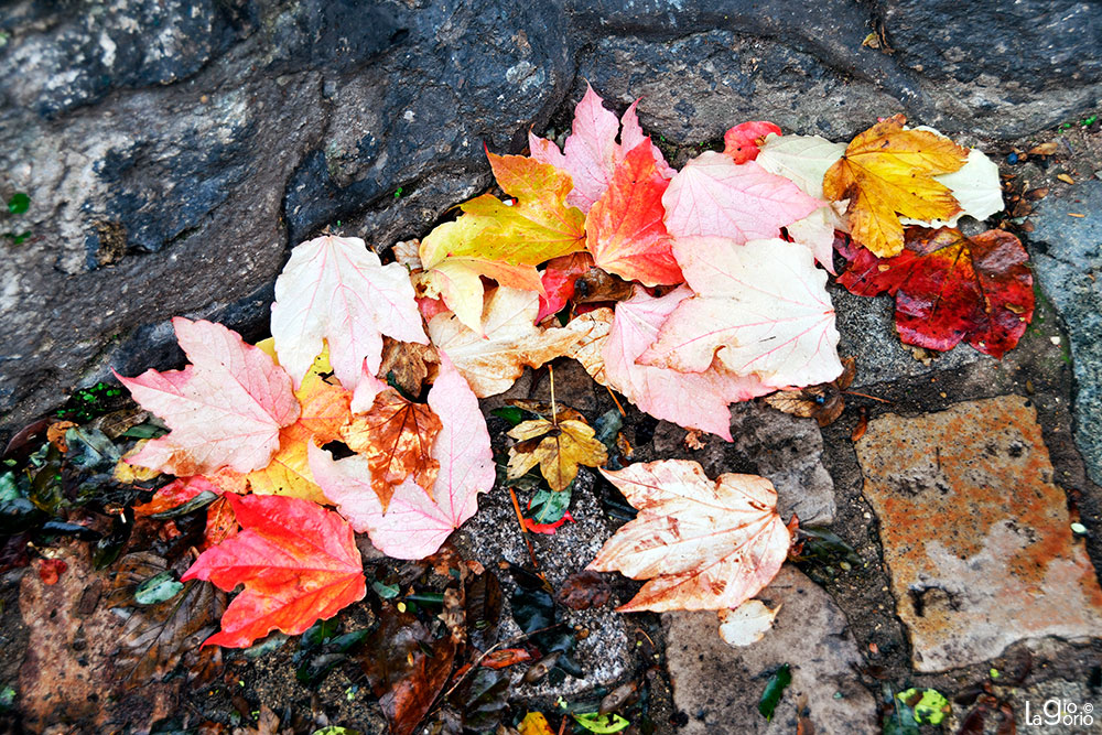 Pioggia d'autunno · Paris
