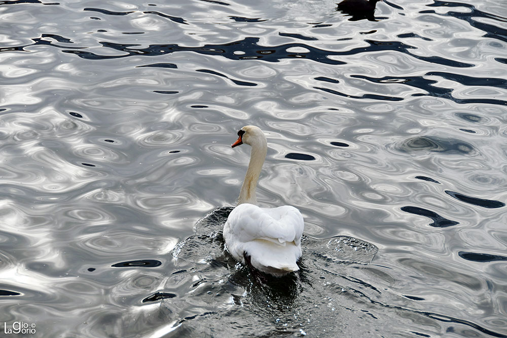 Sul Lago   17
