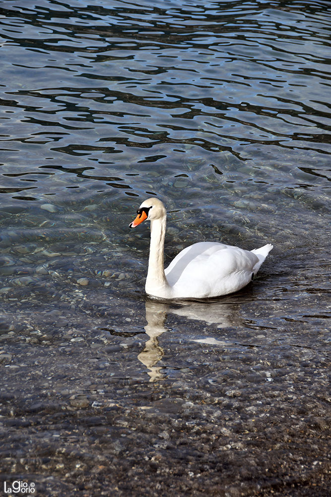 Sul Lago   25