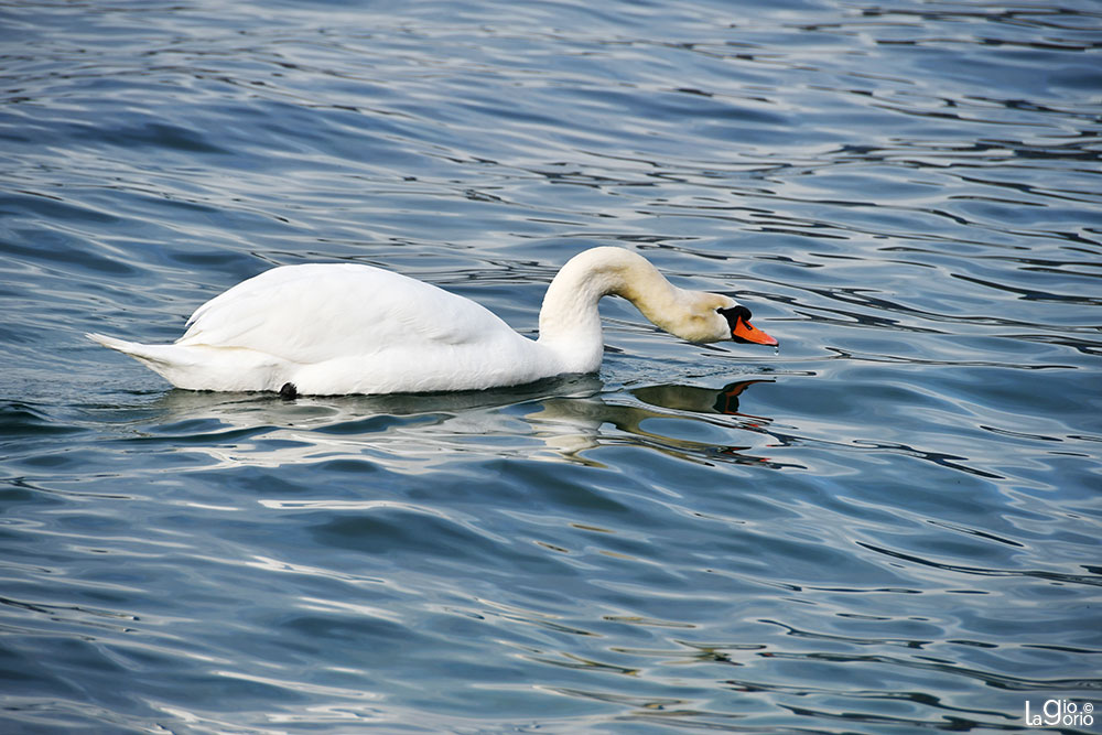 Sul Lago   27
