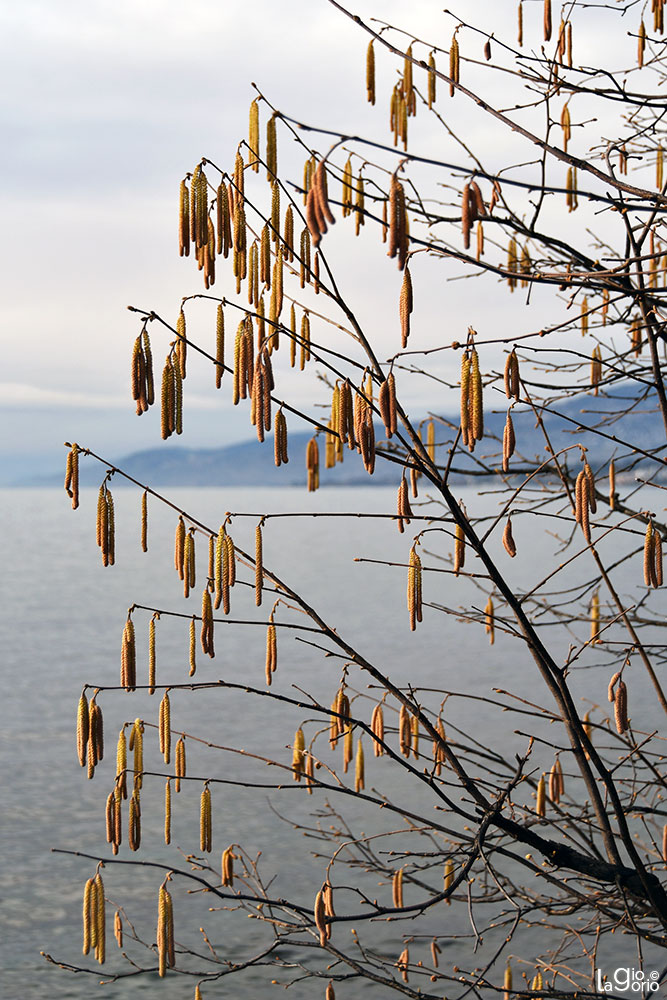 Sul Lago   39