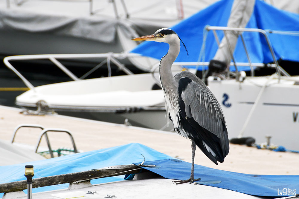 Sul Lago   47