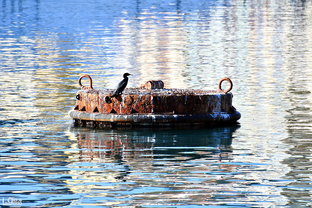 Sul Mare   01
