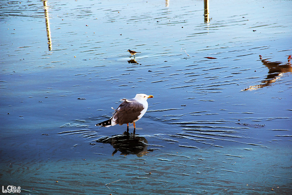 Sul Mare   11