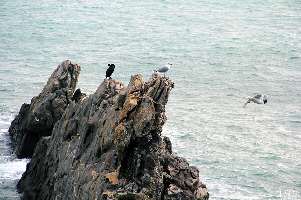 Sul Mare   29